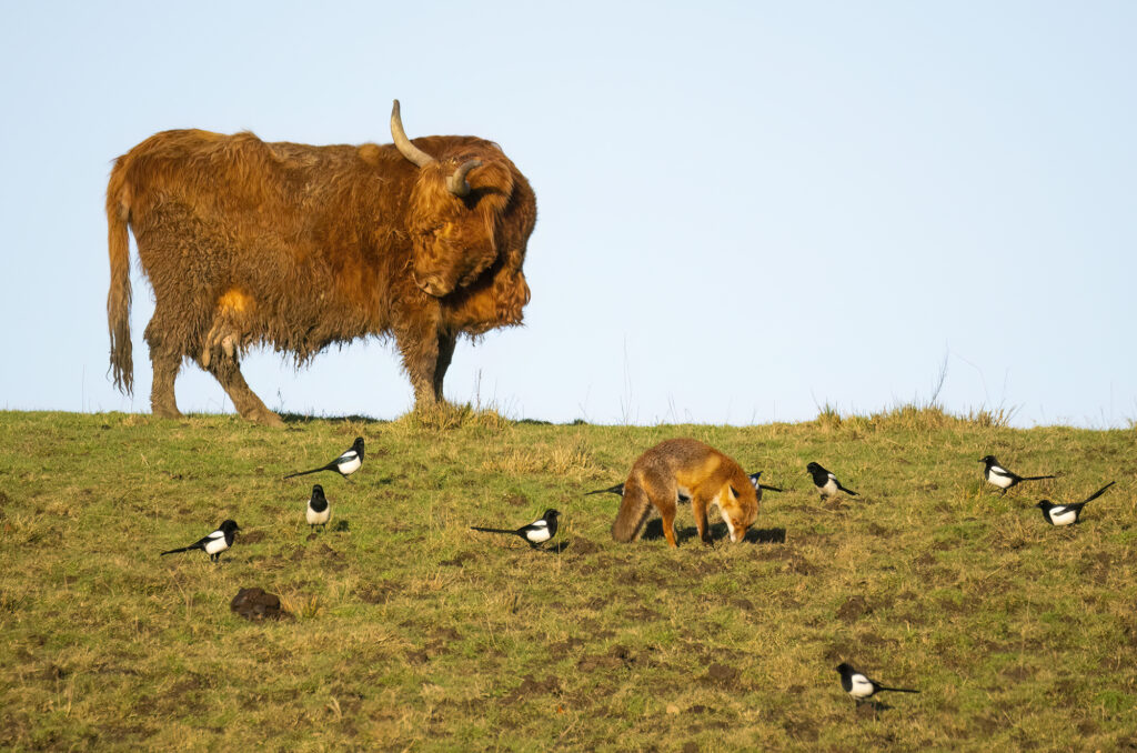 Photo of a highland cow grooming itself with a red fox nearby searching for worms and surrounded by magpies