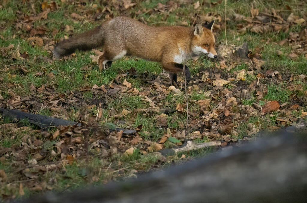 Photo of a red fox running over fallen leaves