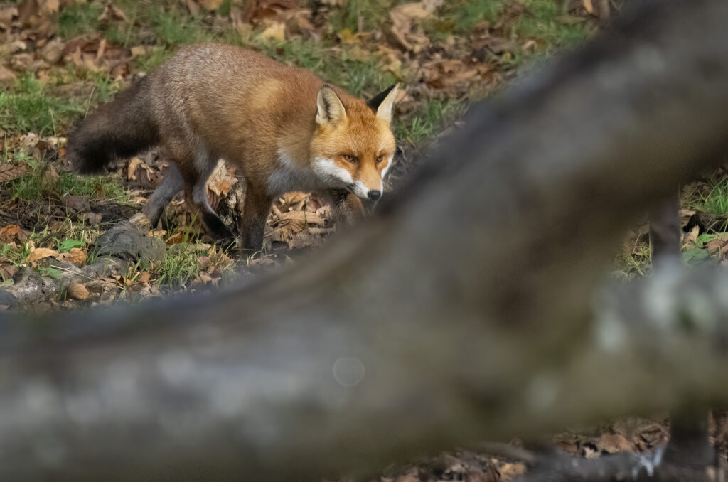 Photo of a red fox running through autumn leaves with a fallen log in the foreground