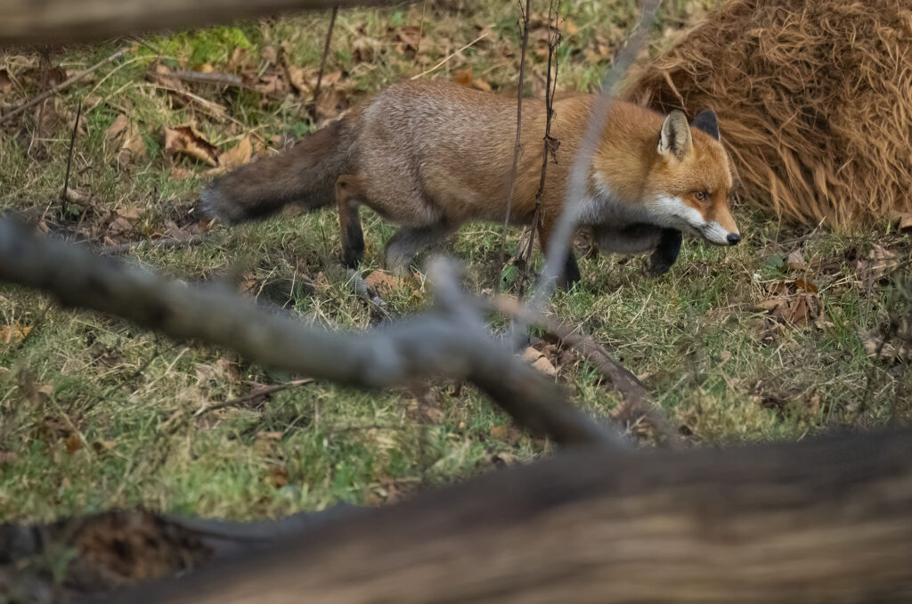 Photo of a red fox running past the back of a highland cow