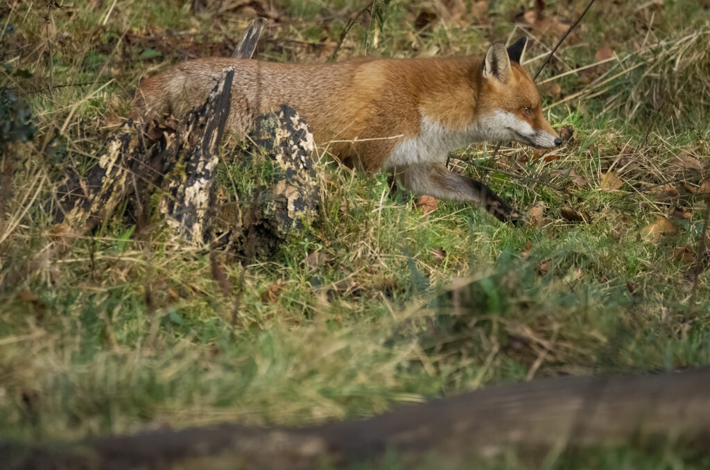 Photo of a fox running through long grass and leaves