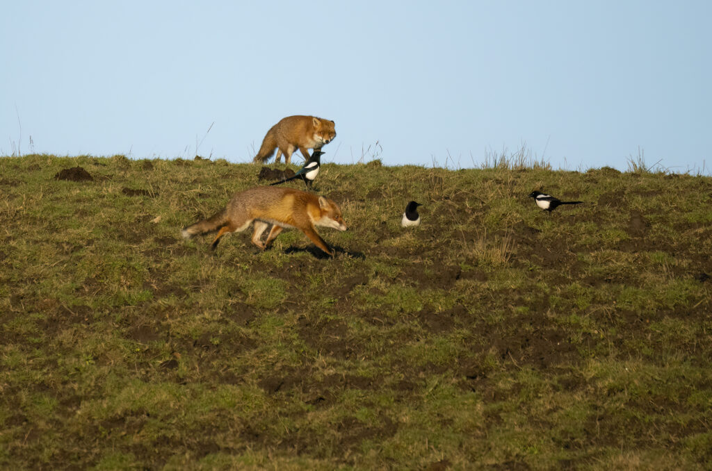 Photo of two red foxes running across a field