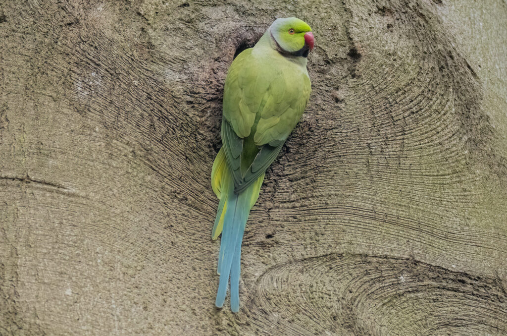 Photo of a ring-necked parakeet clinging to a tree trunk