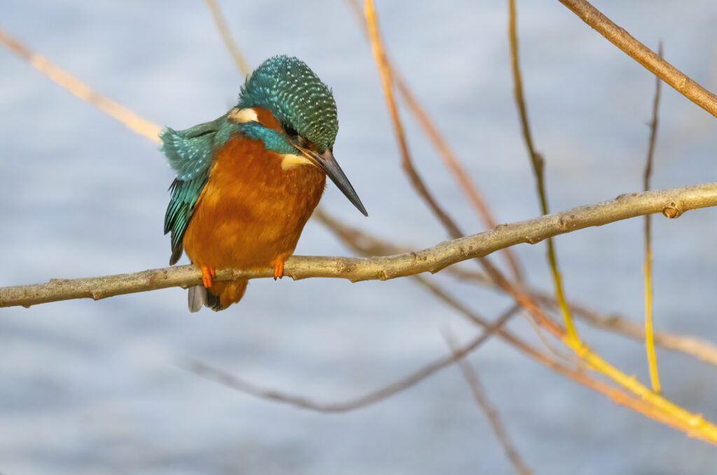 Photo of a kingfisher perched on a horizontal branch with its feathers being ruffled by a breeze