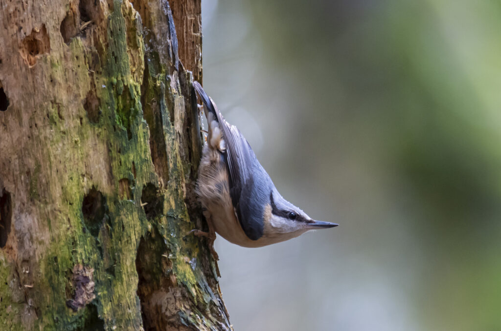 Photo of a nuthatch clinging to a dead tree trunk