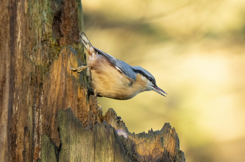 Photo of a nuthatch clinging to a dead tree trunk