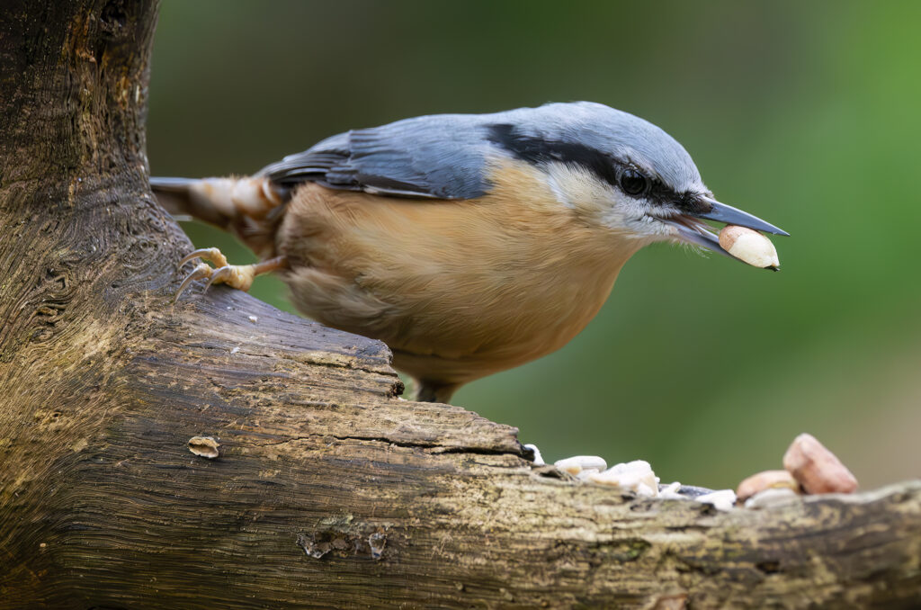 Photo of a nuthatch perched on a log with a nut in its beak