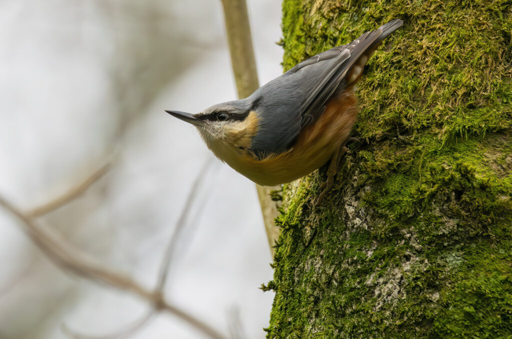 Photo of a nuthatch clinging to a lichen-covered tree trunk