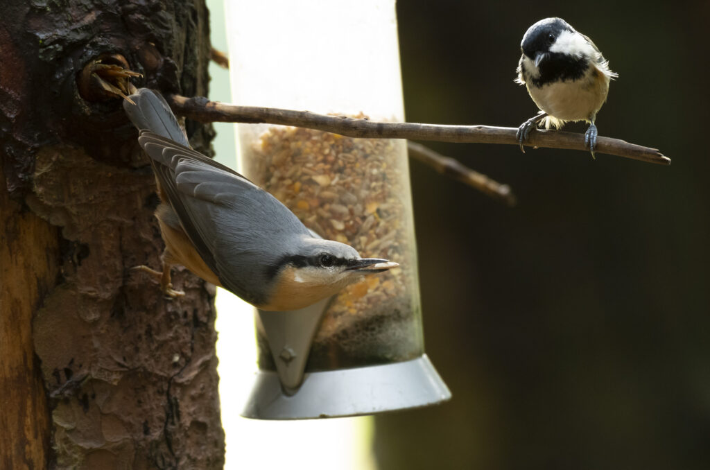 Photo of a nuthatch perched on a tree trunk next to a bird feeder with a nut in its beak. A coal tit is perched on a nearby branch watching it