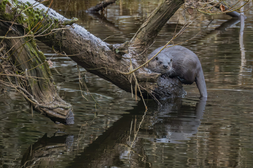 Photo of an otter sitting on a dead tree trunk that is sticking out of the water