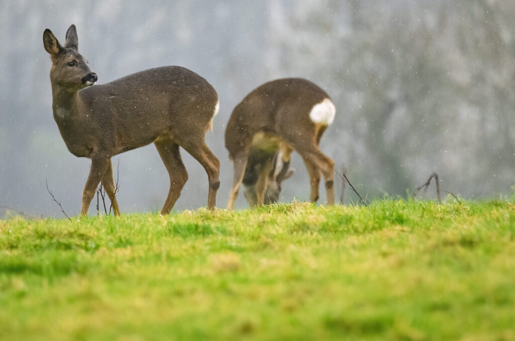 Photo of a roe doe standing in a field in the rain with a buck grazing in the background