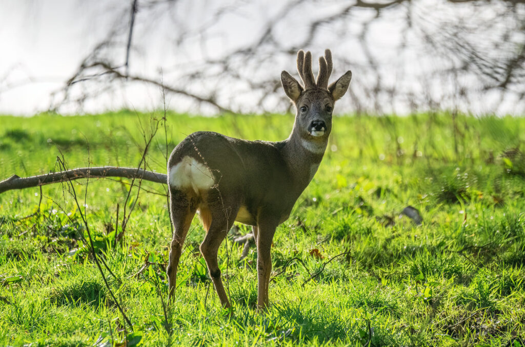 Photo of a roe deer buck standing in a field